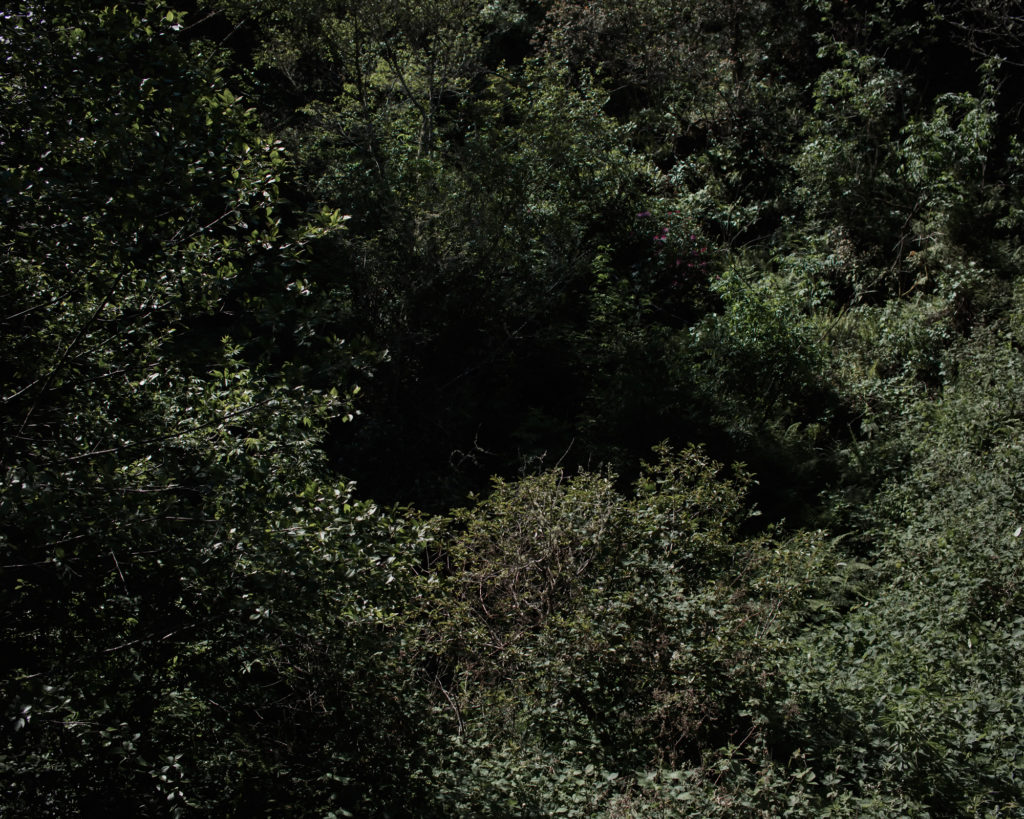 Ft. Bragg, California photographed for California Sunday Magazine's Aaron Bassler story.