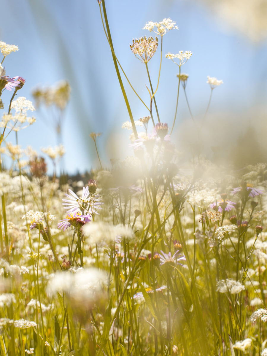 Photographs made in Sequoia National Park for The National magazine portfolio on Amtrak’s San Joaquins route.