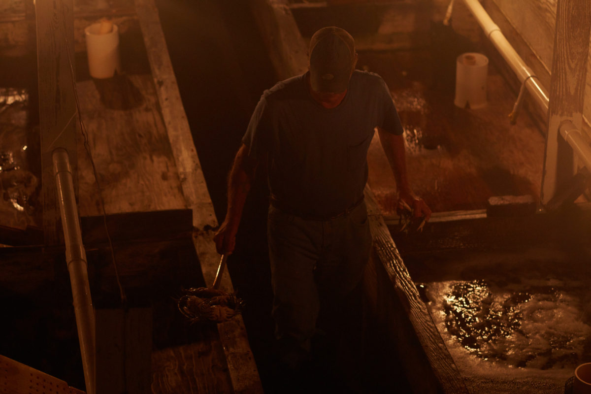 Soft-shell crab shanty
