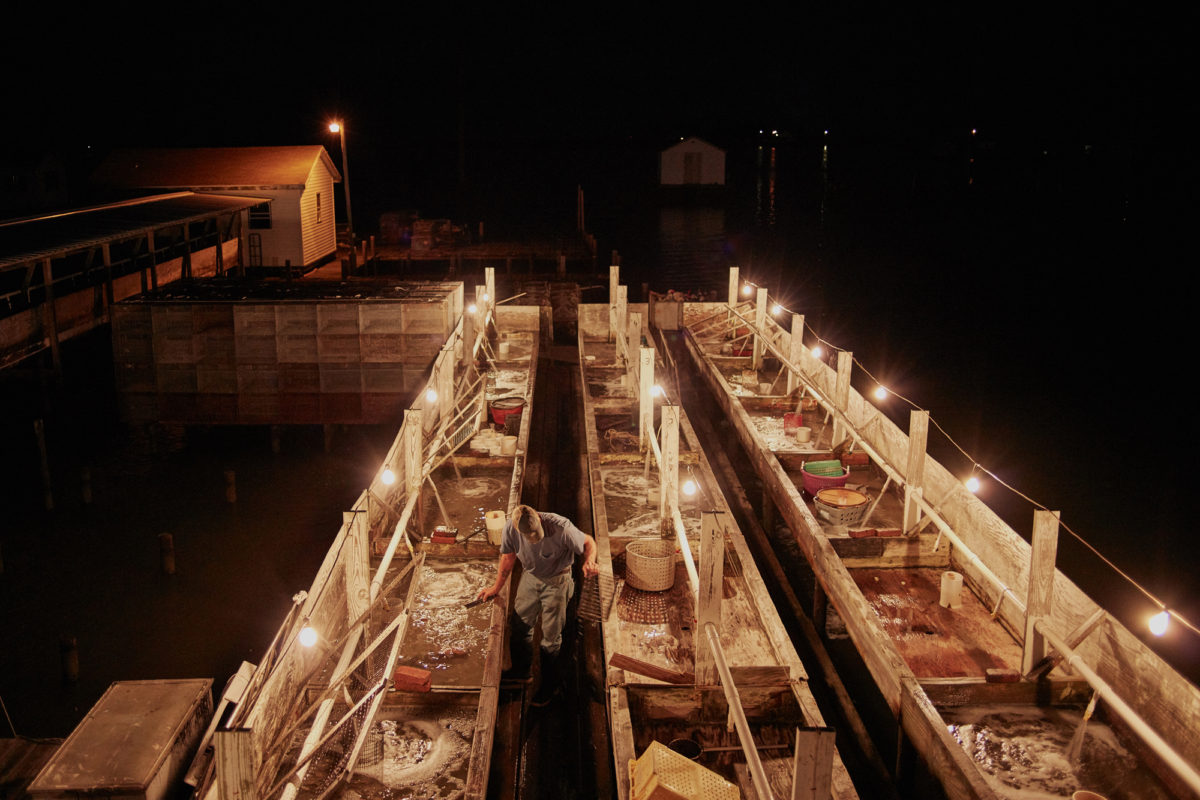 Soft-shell crab shanty