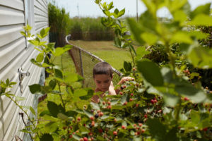 Berry picking